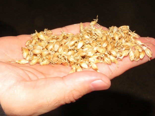 balvenie germinated malted barley