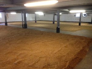 Tons of malt is germinating bowmore_steeped_malt_germinating