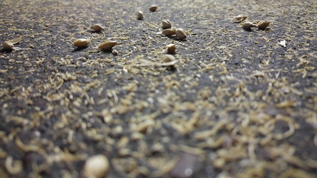 leftovers from malting floor