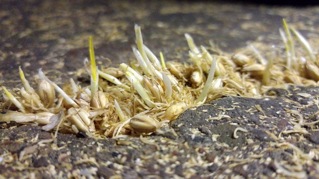 Nature at work, malted barley in grows in the cracks